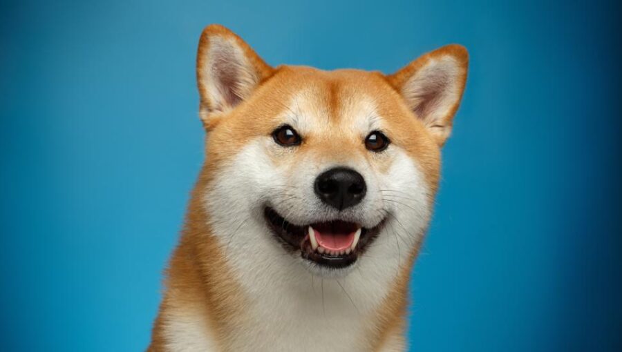 Dogecoin worth in 2022